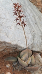 Adromischus liebenbergii
