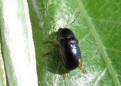 Cryptocephalus ocellatus