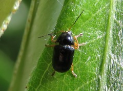 Cryptocephalus ocellatus