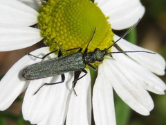 Oedemera lurida
