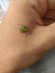 Nezara viridula
