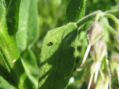 Longitarsus anchusae