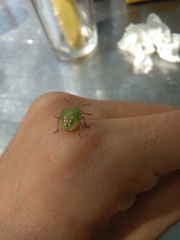 Nezara viridula