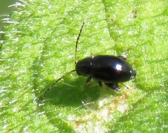 Longitarsus anchusae