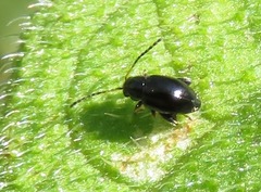 Longitarsus anchusae