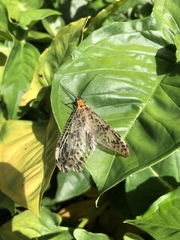 Neochauliodes formosanus