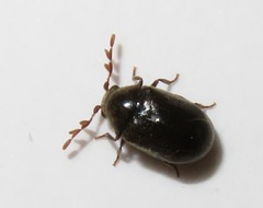 Dorcatoma dresdensis