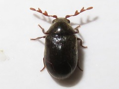 Dorcatoma dresdensis