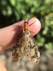 Neochauliodes formosanus