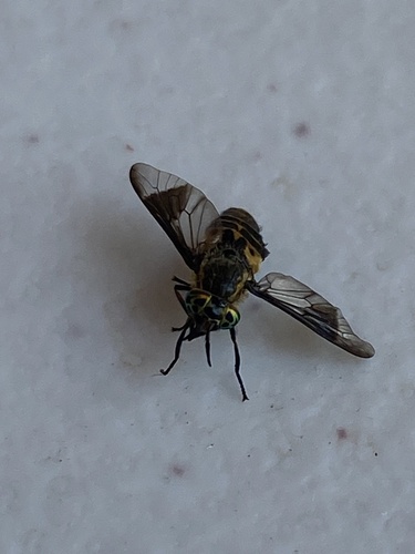 iNaturalist observation photo of Chrysops furcatus