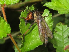 Pamponerus germanicus