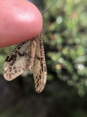 Neochauliodes formosanus