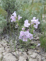 Penstemon eriantherus