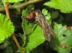 Pamponerus germanicus