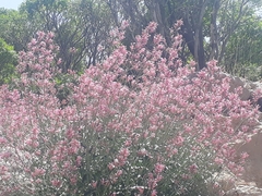 Centranthus longiflorus