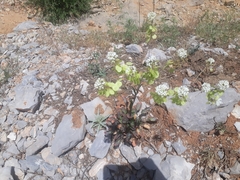 Peltaria angustifolia