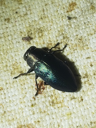 Chrysobothris bicolor