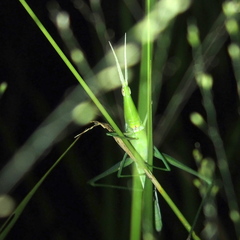 Acrida turrita