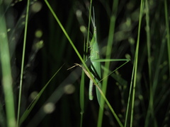 Acrida turrita