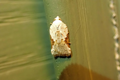 Acleris subnivana