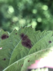 Phragmidium violaceum