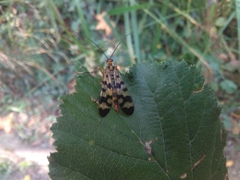 Panorpa meridionalis