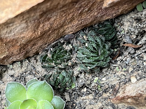 Haworthia pulchella