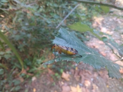 Panorpa meridionalis