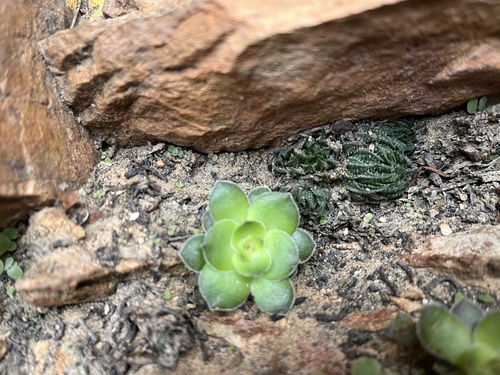 Haworthia pulchella