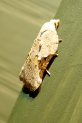 Acleris subnivana