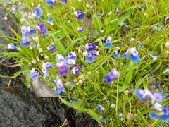 Utricularia albocaerulea