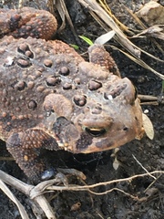 Anaxyrus americanus