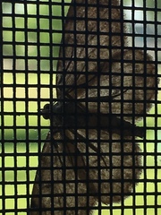 Protoboarmia porcelaria