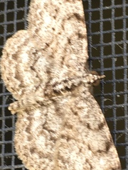 Protoboarmia porcelaria