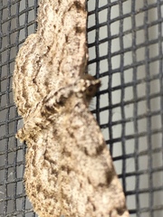 Protoboarmia porcelaria