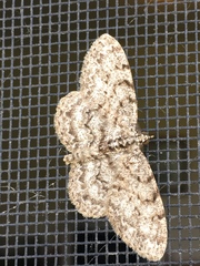 Protoboarmia porcelaria