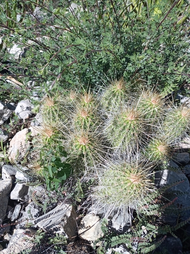 Echinocereus zapalinamensis