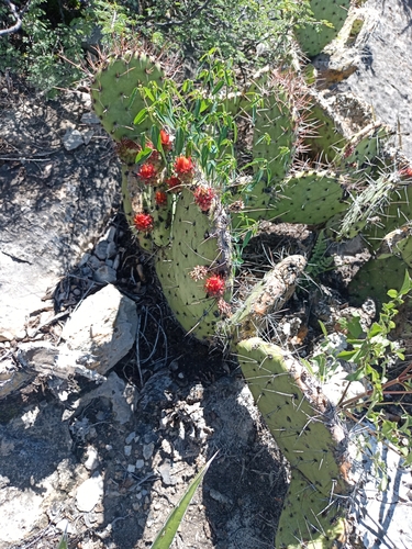 Image of Opuntia stenopetala by (c) Juan Cruzado Cortés, some rights reserved (CC BY)