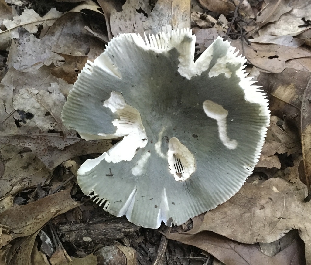 Russula sp. 'redolens-MO01'