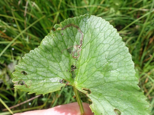 Phytomyza calthophila