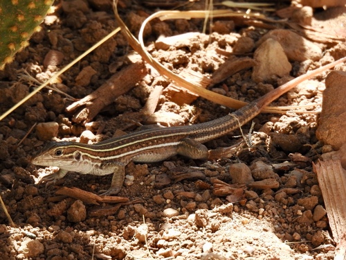 Sonoran Spotted Whiptail