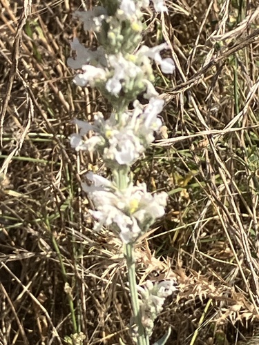Image of Nepeta nepetella by (c) Aaron Liston, some rights reserved (CC BY)