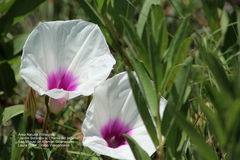 Ipomoea longifolia
