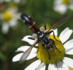 Cylindromyia auriceps