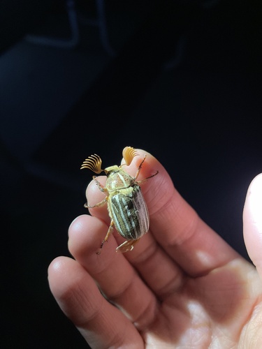 iNaturalist observation photo of Ten-lined June Beetle