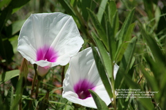 Ipomoea longifolia