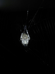 Araneus angulatus