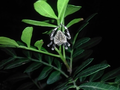 Araneus angulatus