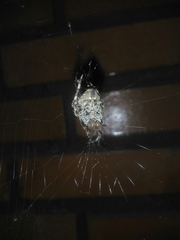 Araneus angulatus