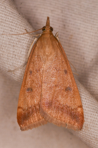 Sociable Pyrausta Moth and Allies photo 2